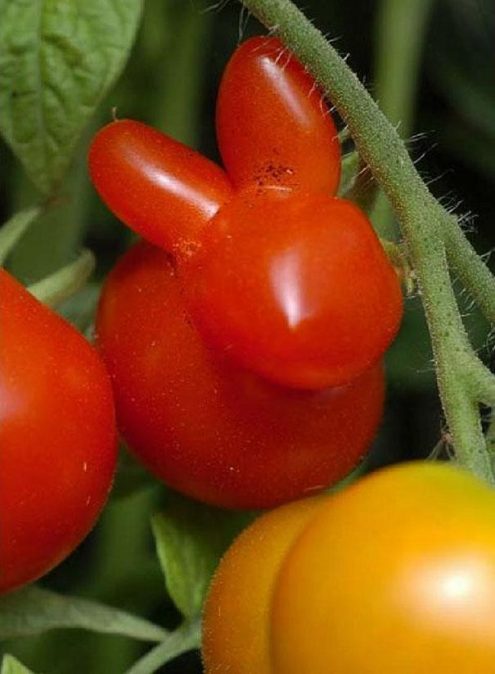 Des fruits et des légumes aux formes étranges.