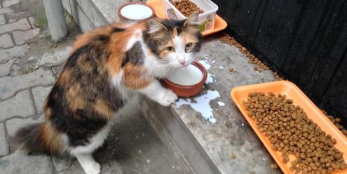 Istanbul, la ville aux millier de chats.