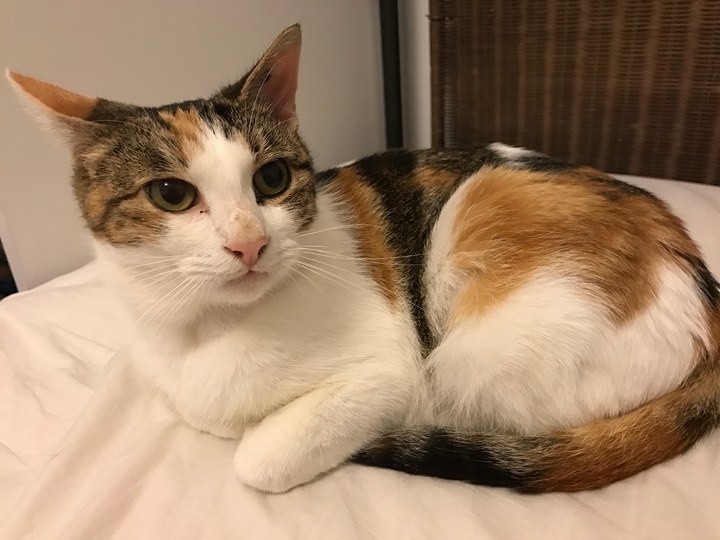 Le chat Calico, majoritairement des femelles.