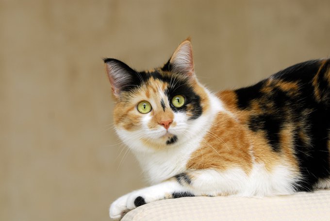 Le chat Calico, une race de chats femelles.