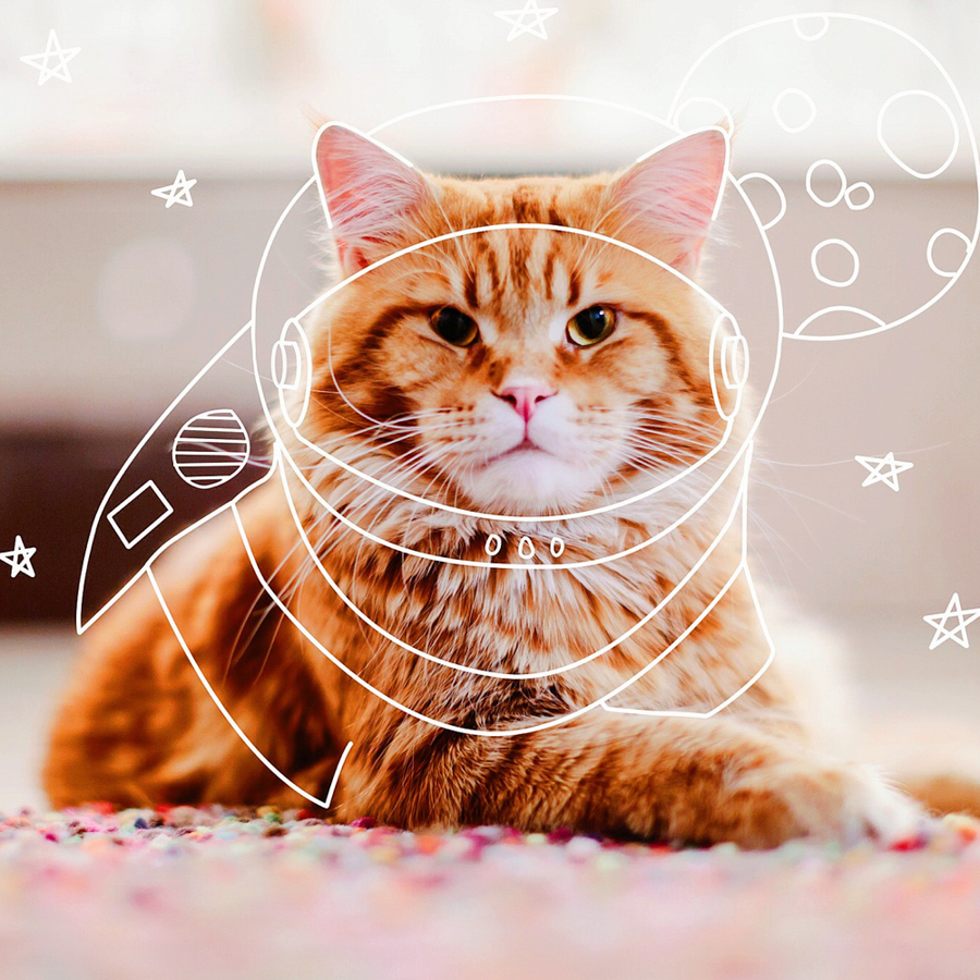 Kotleta, le chat de kristina Makeeva, Photographe.