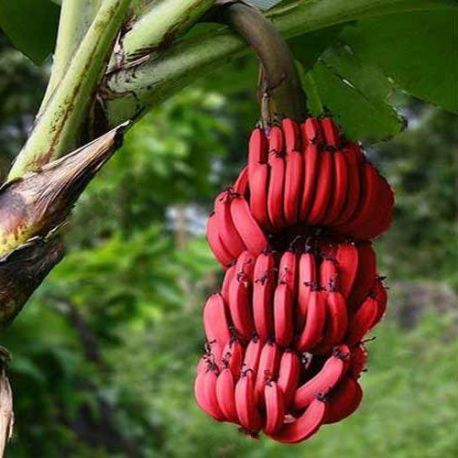 La banane rouge.