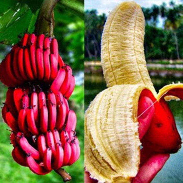 La banane rouge, un fruit magnifique.