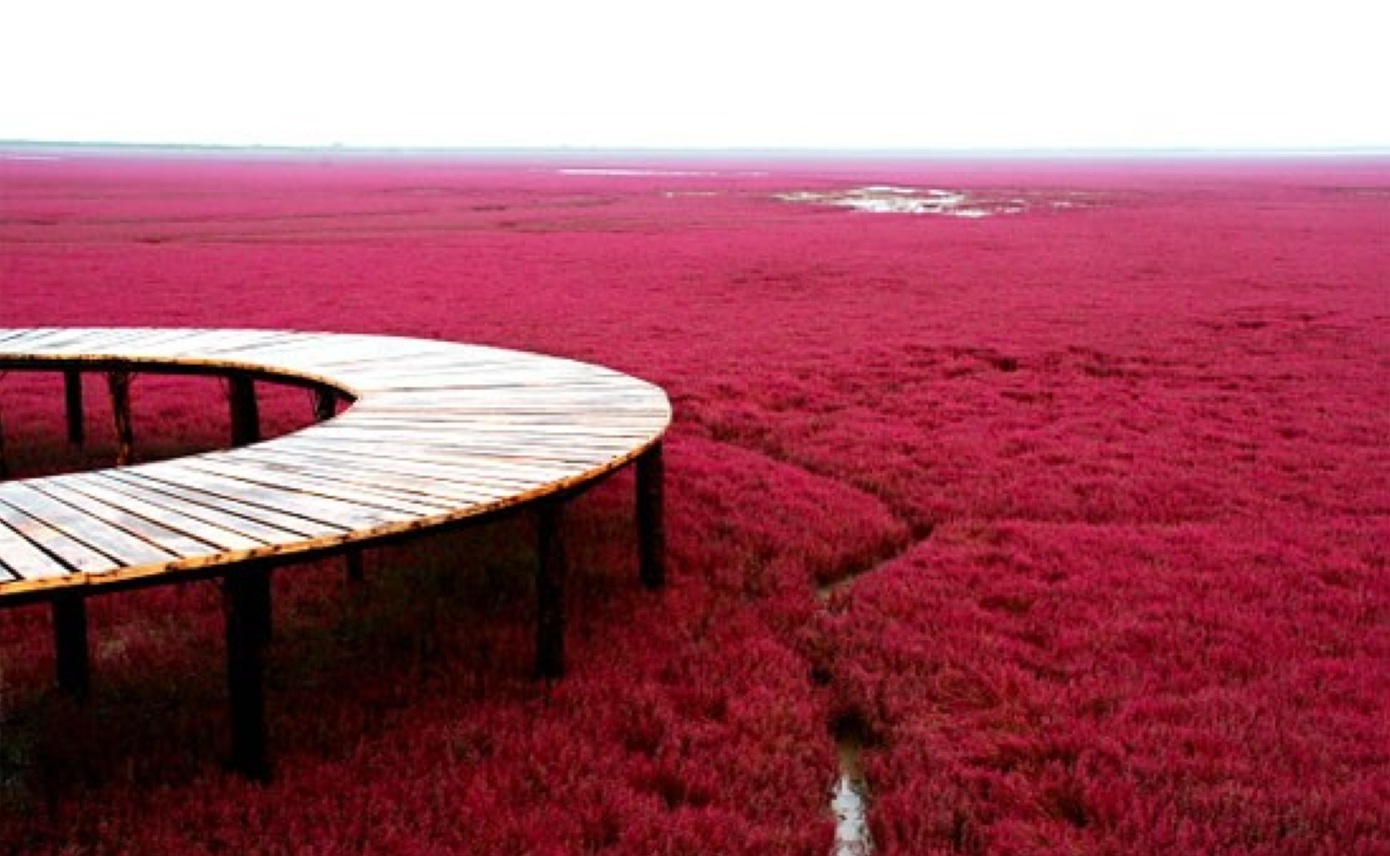 La plage rouge de Panjin en Chine.