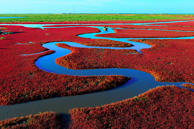 La plage rouge de Panjin.