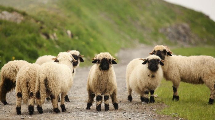 Le Nez noir du Valais, un mouton adorable.