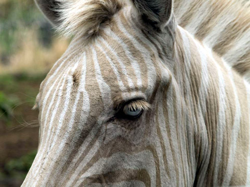 Zoé, un zebre albinos.