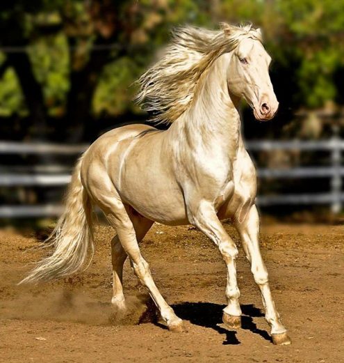 L'Akhal-Téké, un magnifique cheval.