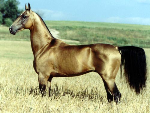 L'Akhal-Téké, un superbe cheval.