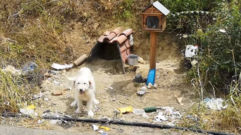 Le Hachiko Grec, un chien fidèle à son maître.