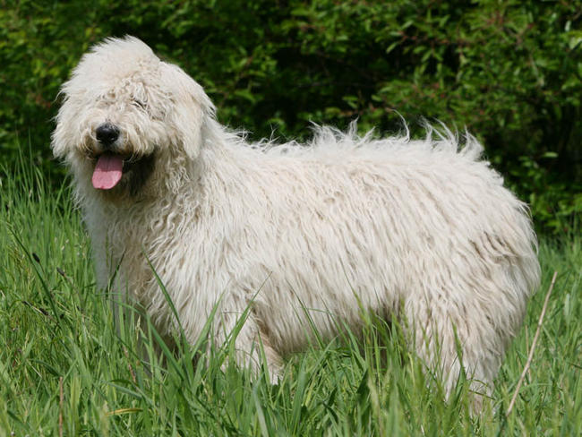 Le Komondor, un superbe chien aux origines Hongroises.