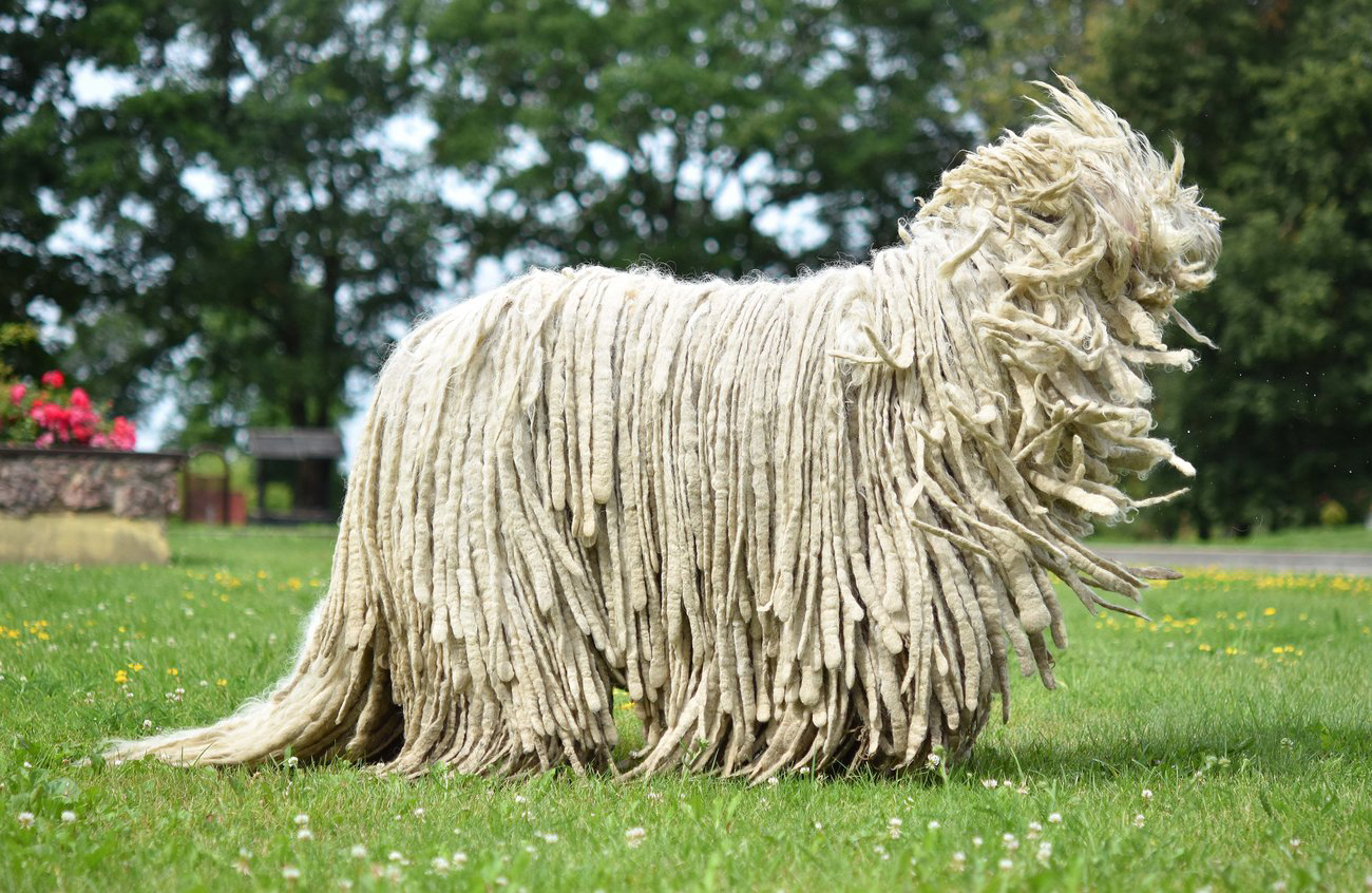 Le Komondor, un magnifique chien trop poilu