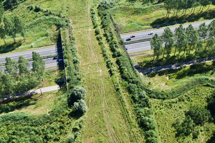 Les écoducs des passages pour animaux