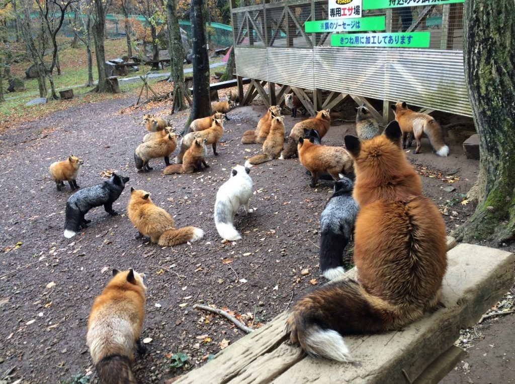 Zao Kitsune Mura, un village peuplé de renards.