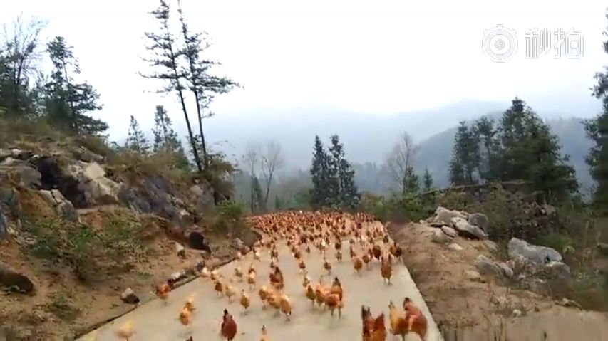 L'appel à manger pour des poules en Chine.