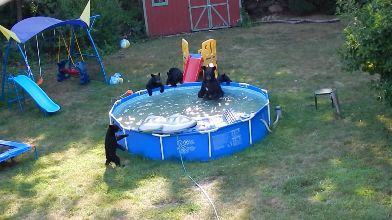 Une famille d'ours dans la piscine du jardin.