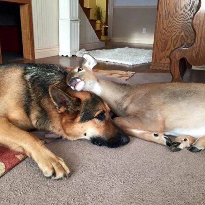 Un chien sauveur de faons, une belle histoire