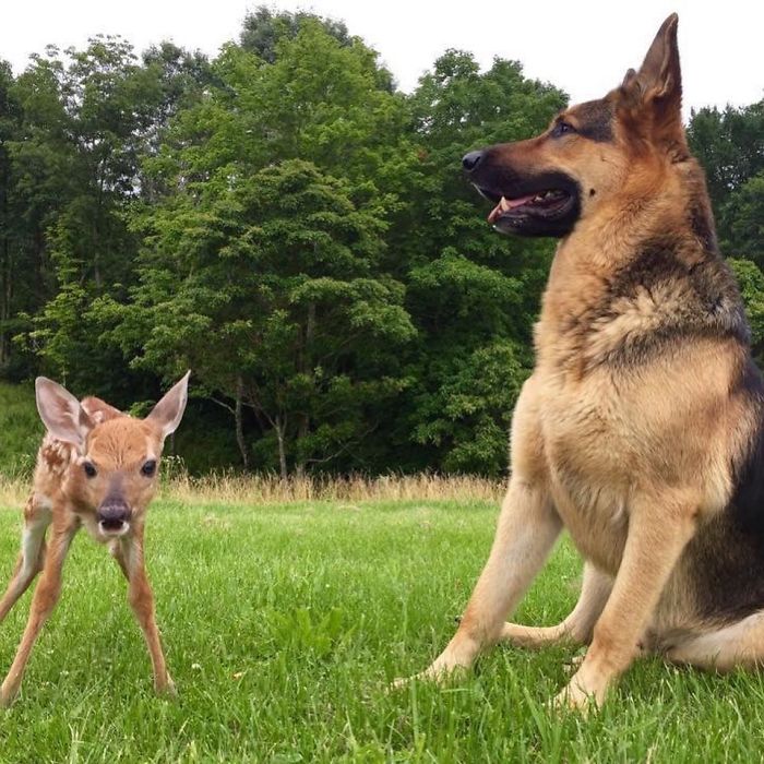 Un chien sauveur de faons, une belle histoire