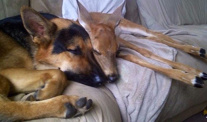 Un chien sauveur de faons, une belle histoire
