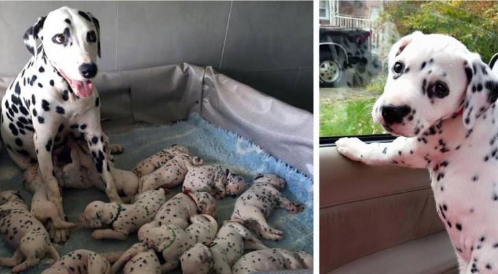 Une portée de 18 chiots, un record de Dalmatien