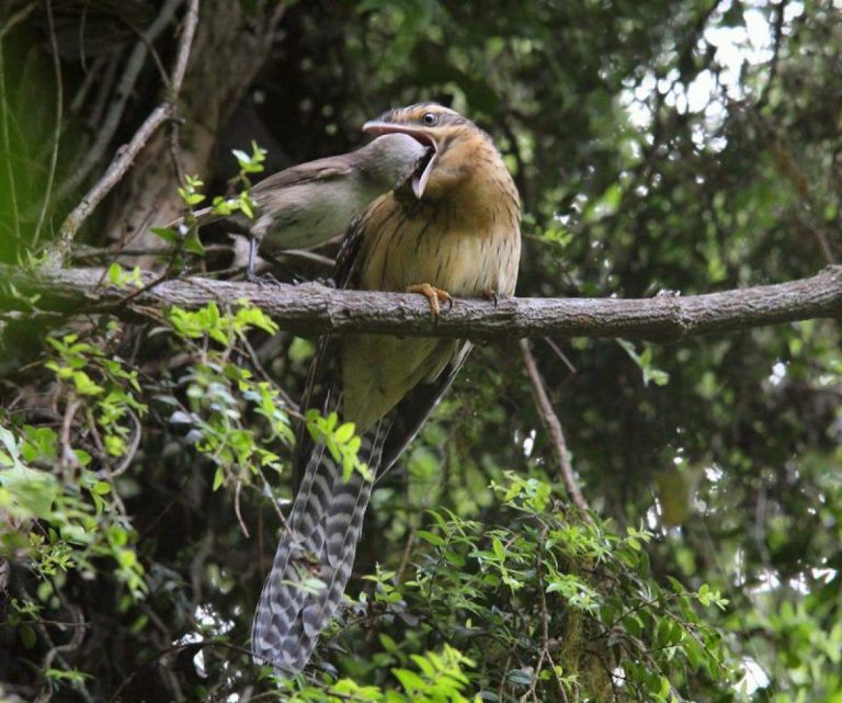 Le Coucou, un incroyable oiseau.