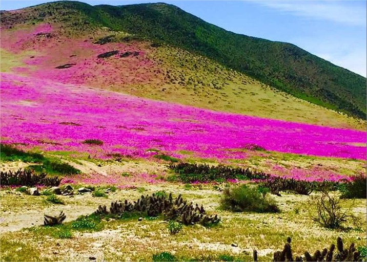 Le désert d'Acatama, aride et surprenant.