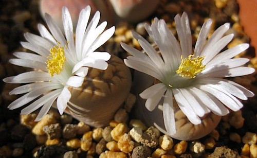 Les plantes cailloux ou les lithops.