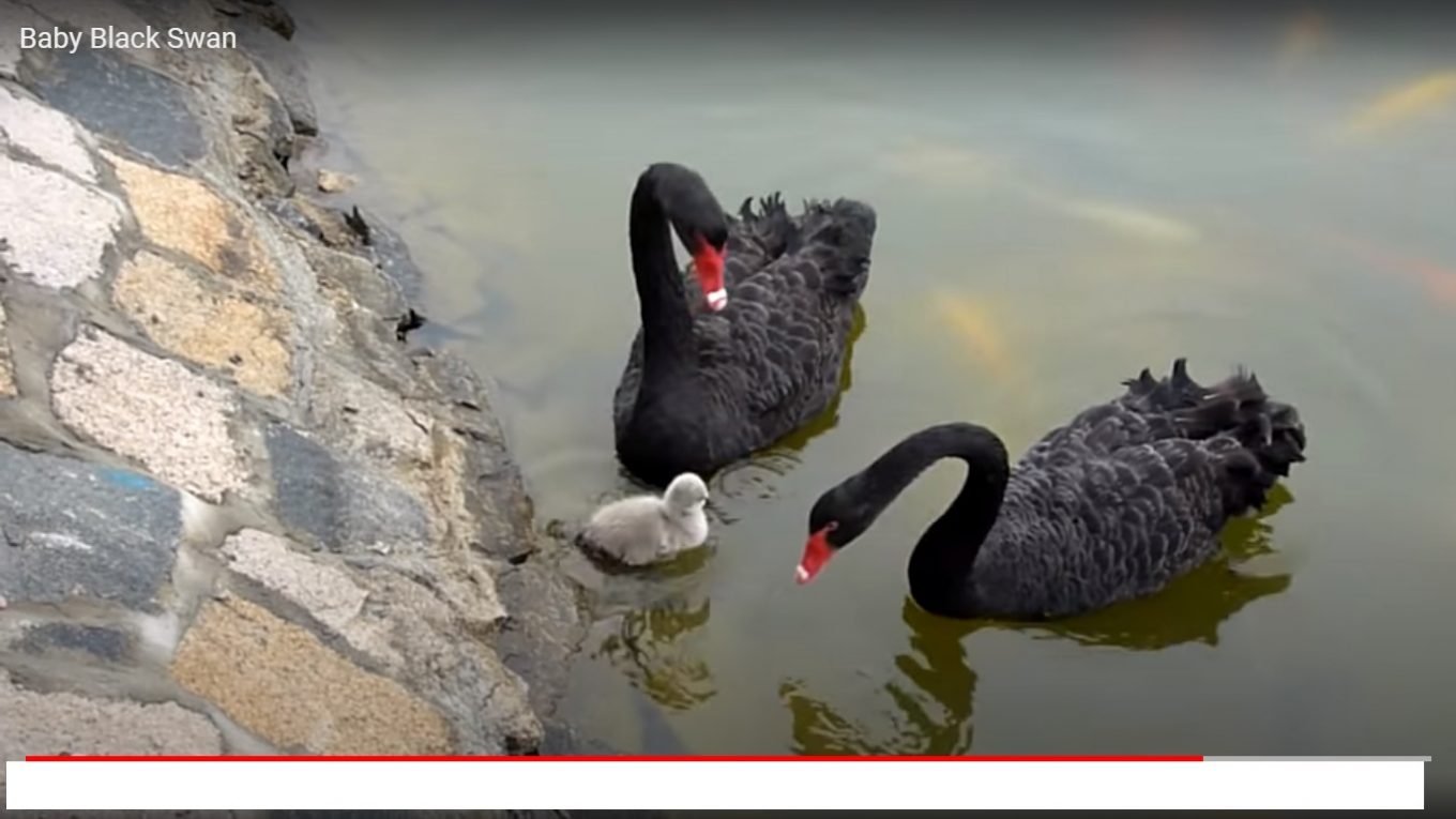 Des cygnes noirs et leur petit rebelle