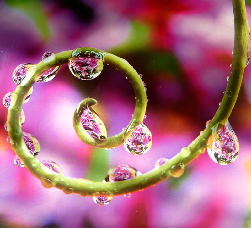 Les gouttes d'eau, de superbes clichés à admirer (ppt)