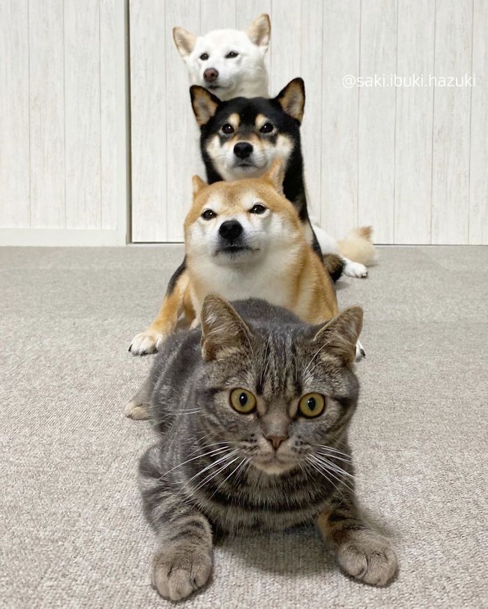 Un chat et trois chiens de la même famille