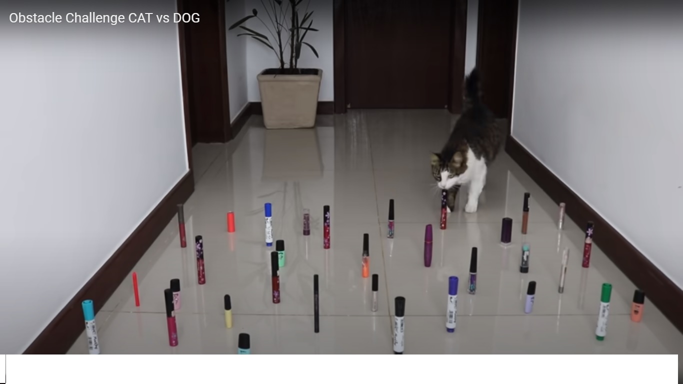 Un obstacle challenge assez drôle avec un chat et des chiens