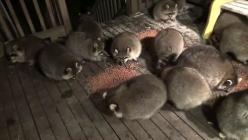 Des ratons laveurs rendent visite à un veuf