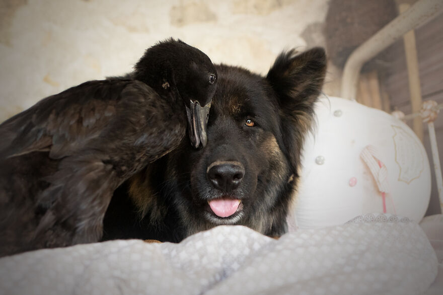 Un chien et un canard, en plus de deux pigeons