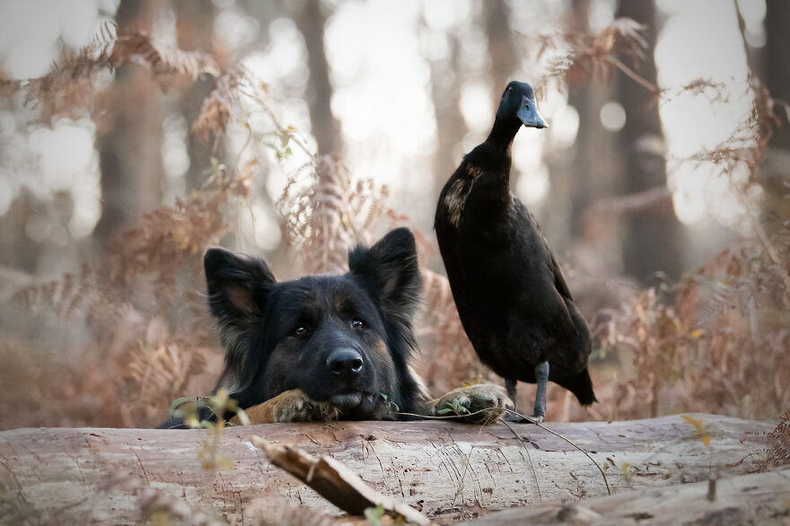 Un chien et un canard, en plus de deux pigeons
