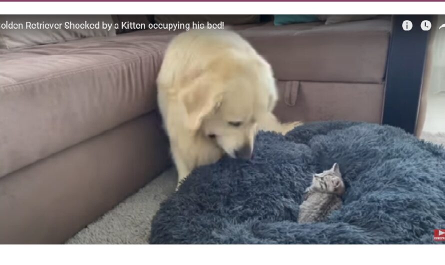 Un chien surprend un chaton qui occupe son lit
