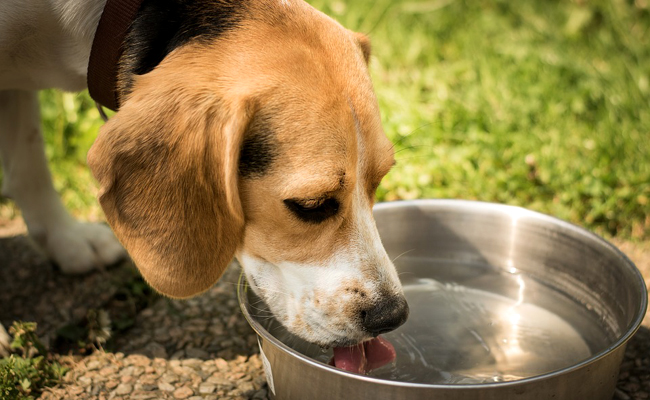 Il fait chaud, mettez de l'eau à disposition de l'animal